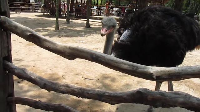 Страус ест невидимую траву (Зоопарк Кхао Хкео, Тайланд, Паттайя) смотреть онлайн