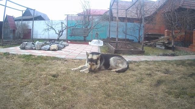 Восточно Европейская Овчарка.Подарочки от Графа. смотреть онлайн