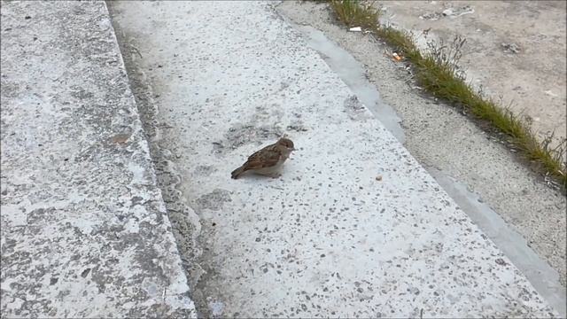 Воробьиха кормит маленького воробья смотреть онлайн