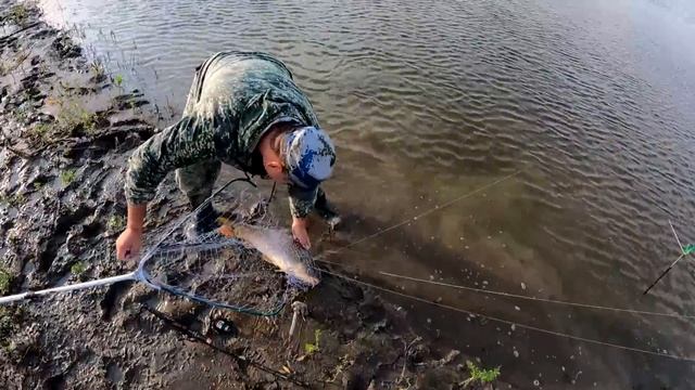 Ловля САЗАНА на Ахтубе.Много крупного КАРАСЯ на донку. смотреть онлайн