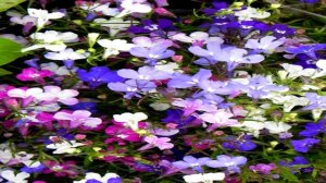 ЛОБЕЛИЯ. Как посадить лобелию в гранулах правильно?