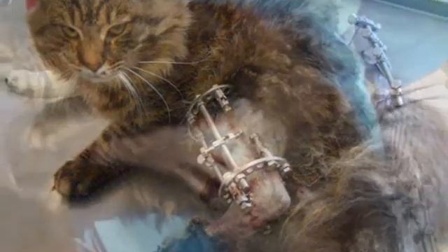У кошки перелом задней лапы (голени) и перелом костей таза смотреть онлайн