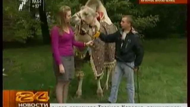 Как приручить верблюда смотреть онлайн