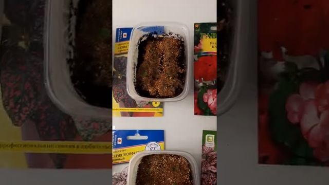 Гипоэстес из семян смотреть онлайн