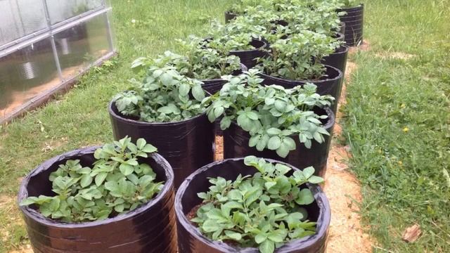 КАРТОШКА В МЕШКАХ 2016. Часть вторая: ОТ... и ДО... Potatoes in BAGS. 2016. Start to Finish. смотреть онлайн