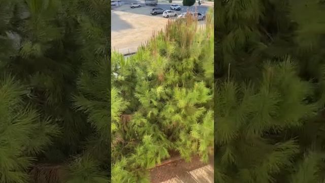 Красивый Азан в мечети в Турции смотреть онлайн