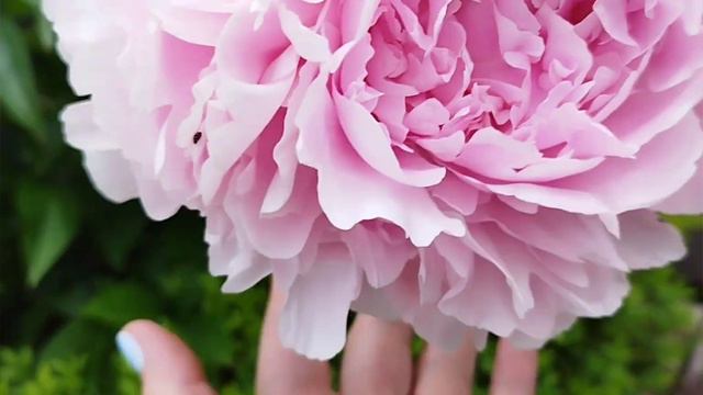 Пионы накануне непогоды. Хочу запечатлеть. смотреть онлайн