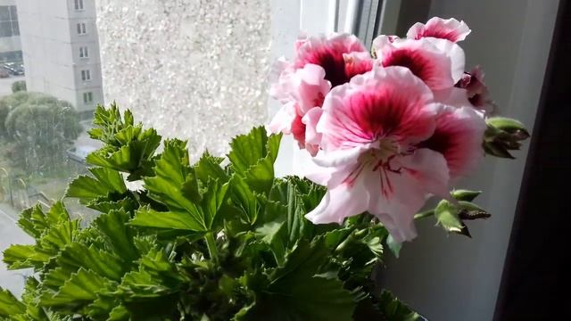 Королевская Герань смотреть онлайн