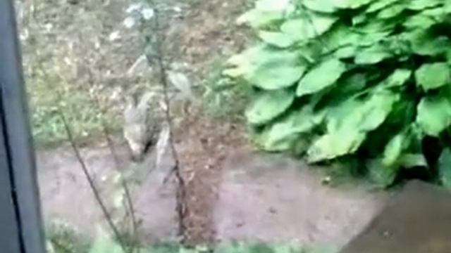 Зеленый дятел смотреть онлайн