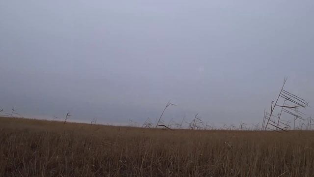 Много фазана. Открытие охоты. И что такое не везет. смотреть онлайн