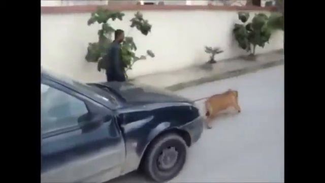 Собака тянет авто смотреть онлайн