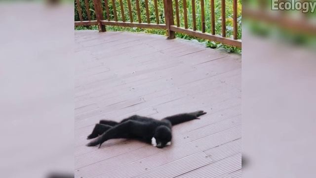 (Gibbon) The gibbon is funny and can swim | Ecology смотреть онлайн