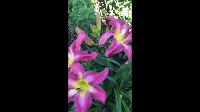 #Neon_ Flamingo_Лилейник_ Неон_ Фламинго#.Лилейники -красивые садовые цветы. смотреть онлайн