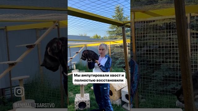 Смотрите описание? и комменты. #животные #собаки #кошки смотреть онлайн