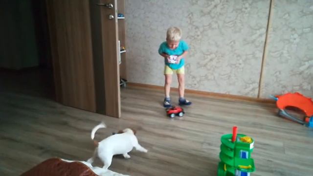 Джек рассел Лео( 6 месяцев) и машинки на управлении. смотреть онлайн