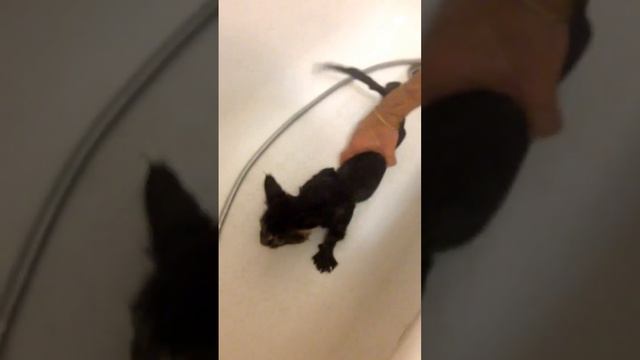 Купание кота мейн-кун. смотреть онлайн