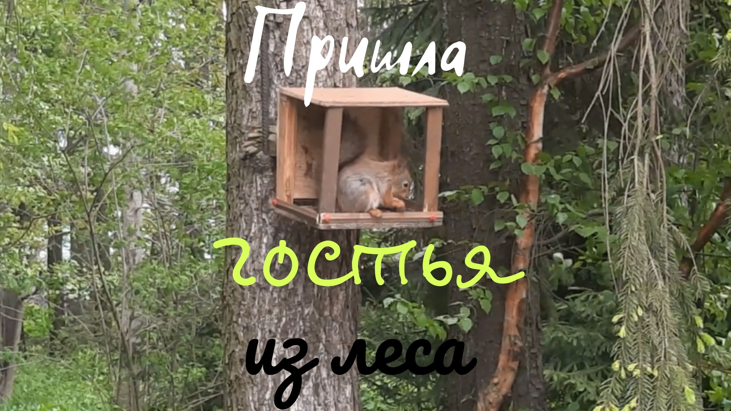 Лесная гостья. смотреть онлайн