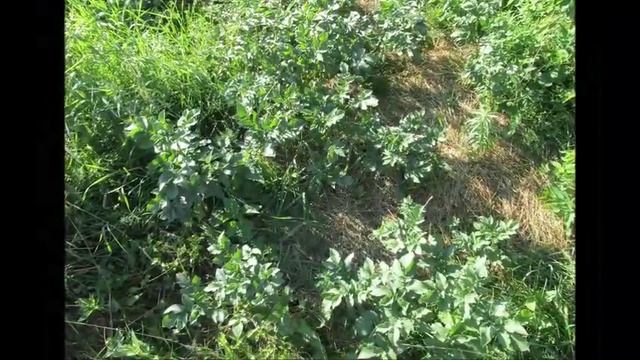 Урожай 2015.Выращиваем картошку на заросших травой участках. смотреть онлайн