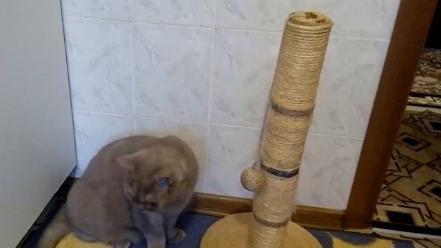 круглая морда СМЕШНЫЕ КОТЫ И КОШКИ 2017 ПРИКОЛЫ С КОТАМИ И КОШКАМИ - смотреть онлайн