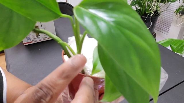 Unboxing of OceanicSplendors - Etsy Shop - Monstera Acacoyaguensis смотреть онлайн