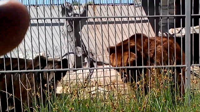 Медведи-соседи (2014) смотреть онлайн