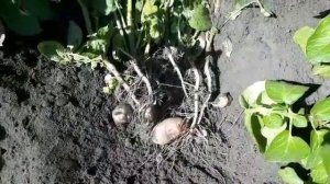 Сорт картофеля Мемфис (селекция HZPC). Период вегетации в Липецкой области. Июнь 2020