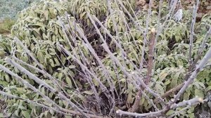 Перовския лебедолистная, агротехника, размножение и обрезка. 01.02.2023 г. Пятигорск.