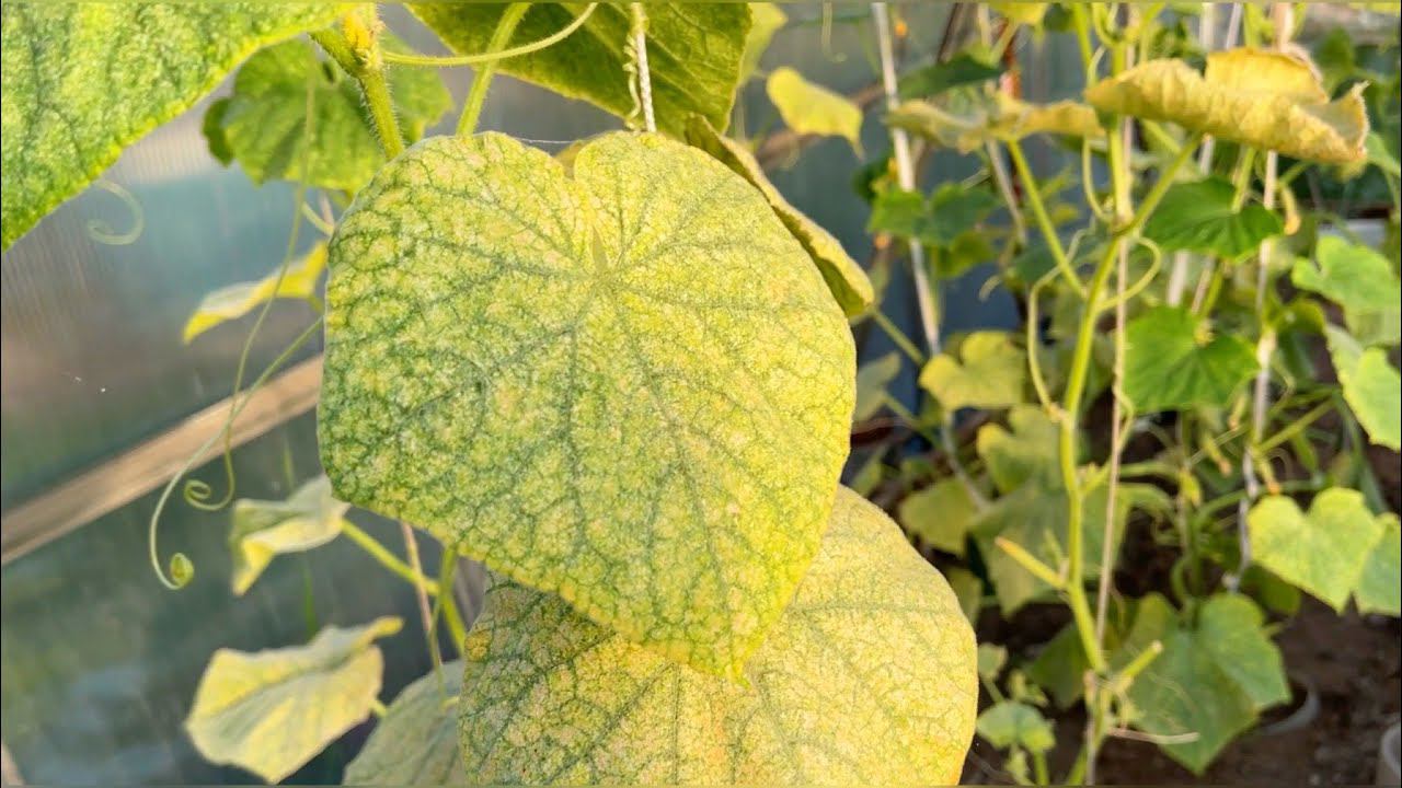 Опрыскиваю этим огурцы и помидоры и ЖЕЛТИЗНА сразу уходит! смотреть онлайн