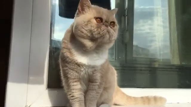Exotic shorthair cream mackerel tabby and white смотреть онлайн