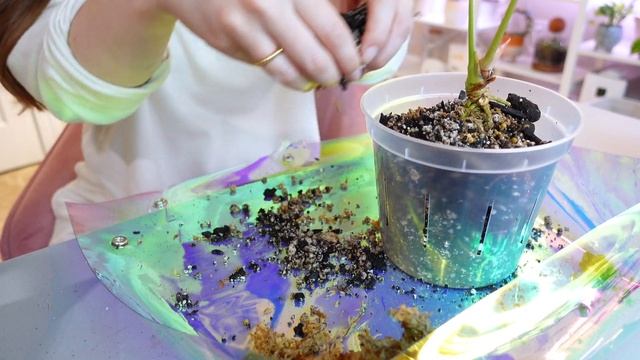 Repot My Anthurium Forgetii In A Clear Pot! | Chatty Repot With Me!