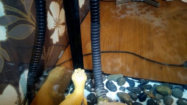 История из жизни гекконов смотреть онлайн