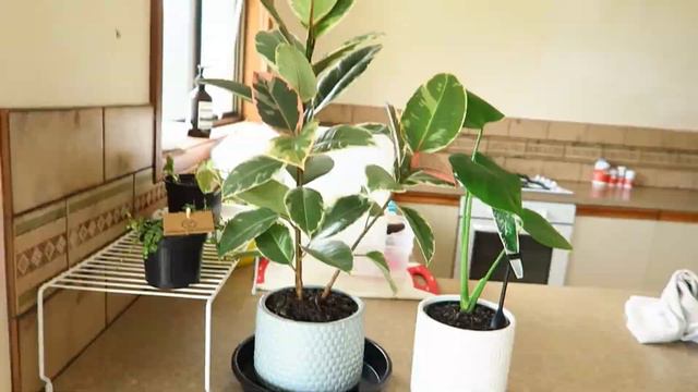 My HUGE Plant Collection 2020 смотреть онлайн