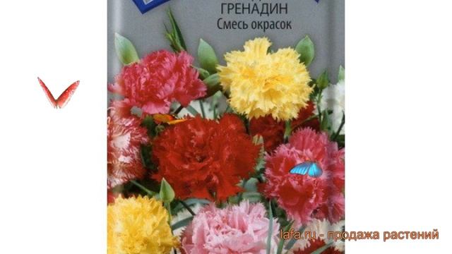 Гвоздика обыкновенный Гренадин Смесь окрасок ? обзор: как сажать, семена гвоздики смотреть онлайн