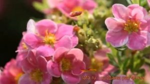 Лапчатка кустарниковая Пинк Паради (pink paradis) ? обзор: как сажать, саженцы лапчатки Пинк Паради