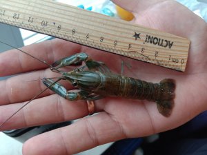 Выращивание Австралийских раков АККР!