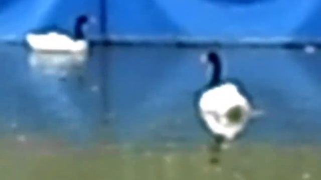 VLOG первая часть Театральная Площадь, Фонтан,Колесо обозрения, зоопарк смотреть онлайн