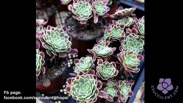 Amazing Succulent Collection // Garden Life смотреть онлайн