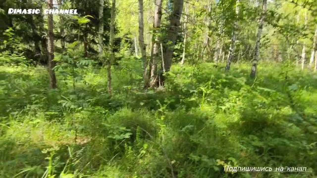 нашёл пруд в лесу смотреть онлайн