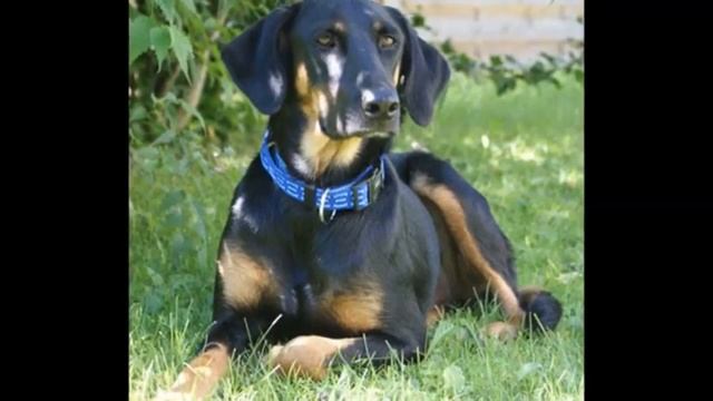 Породы Собак Австрийская гончая брандл бракк Austrian Brandlbracke, Austrian Hound YouTube 720p смотреть онлайн