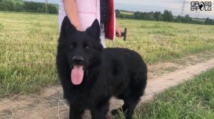 Курьезные случаи у собак: кобель не хочет суку / Как заставить повязать собак?