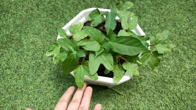 SEEDS FROM JAPAN/TISAY COLLECTION смотреть онлайн