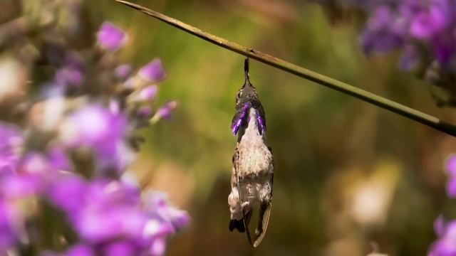 Опасности для колибри смотреть онлайн