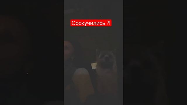 #франция #жизньвофранции #собака #дорога смотреть онлайн