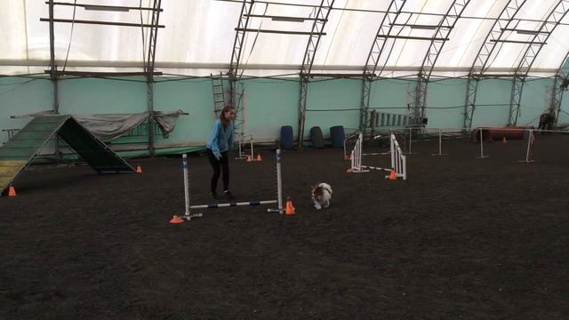 Spring/Summer Dog Agility Training 2016- Wilbur The Papillon смотреть онлайн