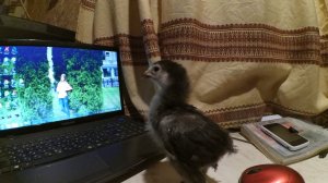 Фавероль / Брама / Загорские лососевые // Цыплята 14 дней