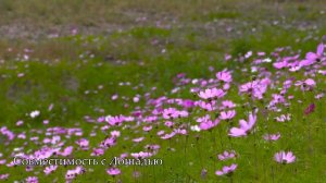 Совместимость знака Коза - лучшая и худшая пара