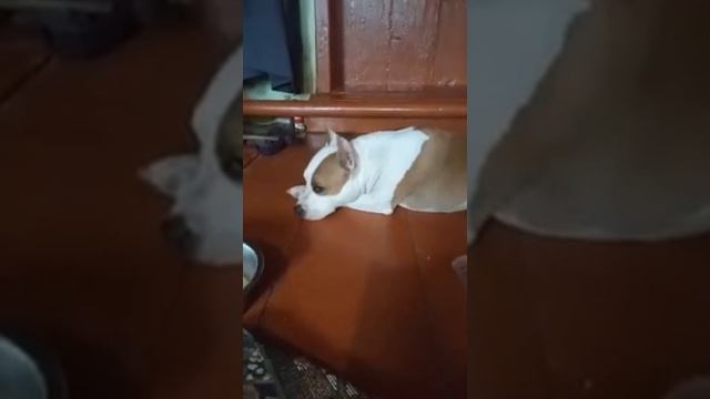 Стафф плачет. смотреть онлайн