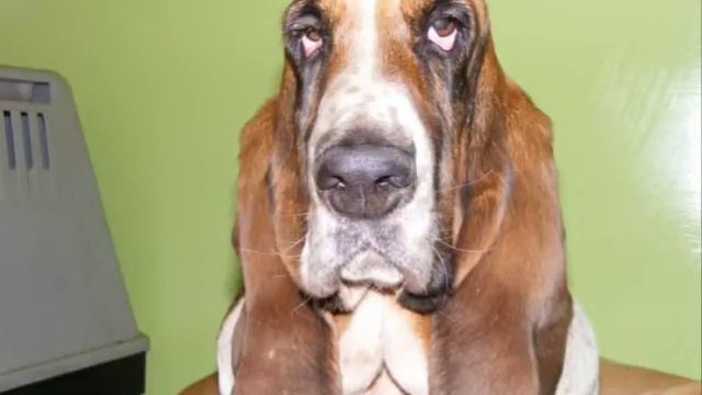 Basset Sguardo смотреть онлайн