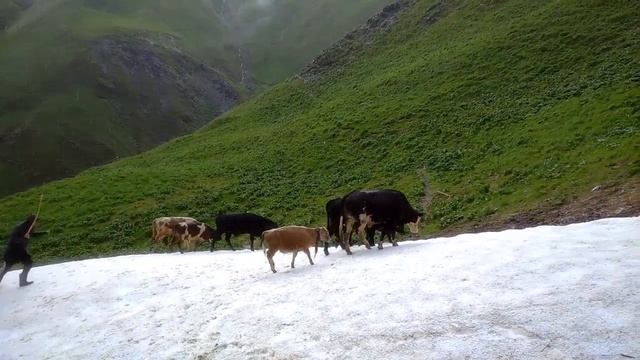 пастбища для крупного рогатого скота , в местность Кокатли ( Къокъалъ ) на границе Грузии. Дидоэтия смотреть онлайн