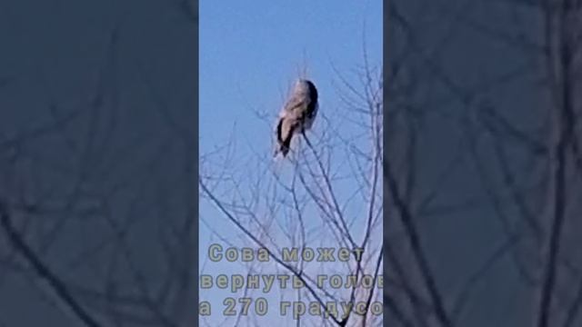 Голова на 270 градусов...